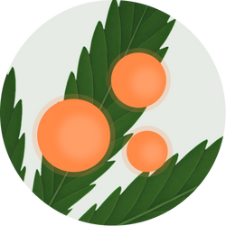 Broad Spectrum Nano Hemp
